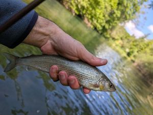 Grayling