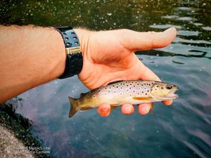 Brown Trout