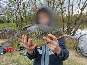Crucian Carp