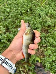 European Perch