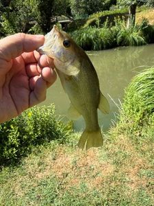 Largemouth Bass