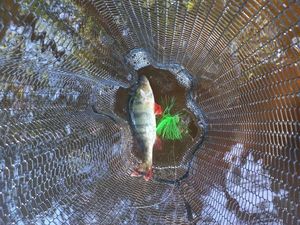 European Perch