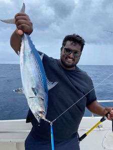 Atlantic Bonito