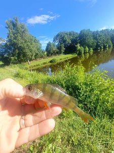 European Perch