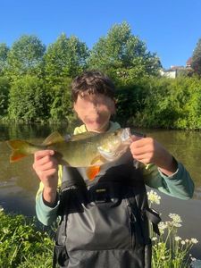 Yellow Perch