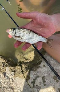 Roach