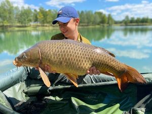 Common Carp