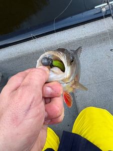 European Perch