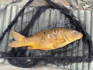 Common Carp