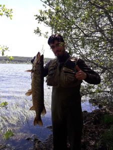 Northern Pike