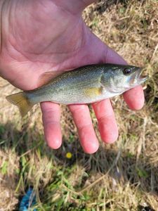 Largemouth Bass