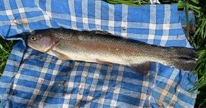 Rainbow Trout