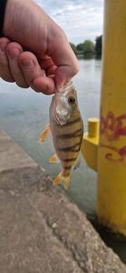 European Perch