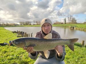 Grass Carp