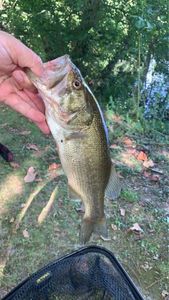 Largemouth Bass