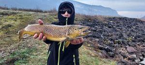 Brown Trout