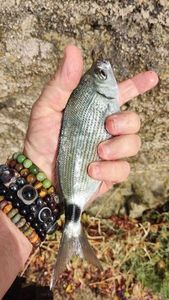 Saddled Seabream