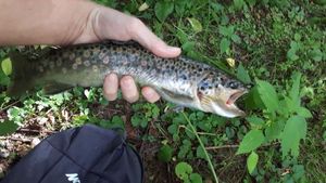 Brown Trout