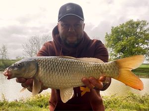 Common Carp