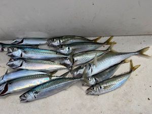 Mediterranean Horse Mackerel
