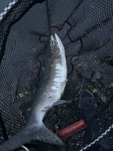 Pink Salmon