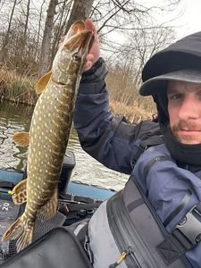 Northern Pike
