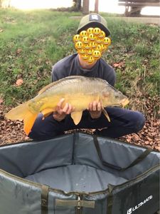 Mirror Carp