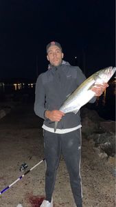 Bluefish