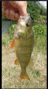 European Perch
