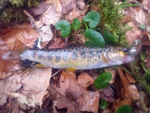 Brown Trout