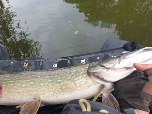Northern Pike