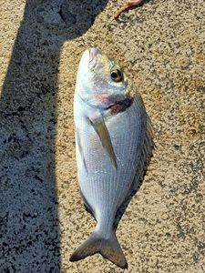 Gilthead Seabream