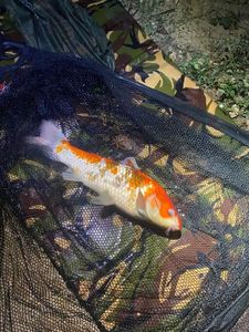 Koï Fish