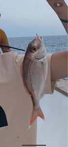 Red Porgy