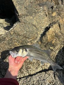European Bass (Seabass)