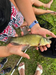 Tench