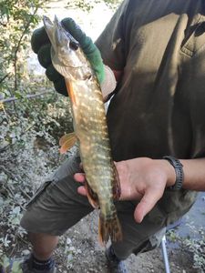 Northern Pike