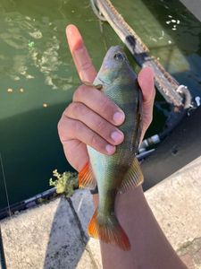 European Perch