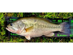 Largemouth Bass