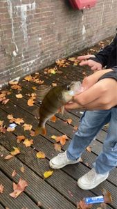 European Perch