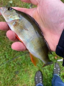 European Perch