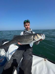 European Bass (Seabass)