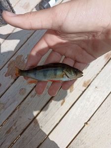 European Perch