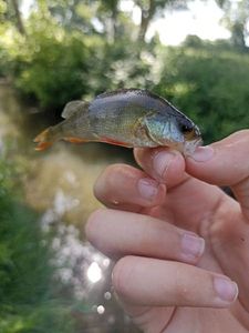 European Perch