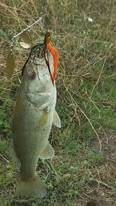 Largemouth Bass