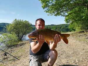 Common Carp