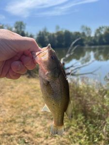 Largemouth Bass