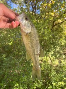 Largemouth Bass