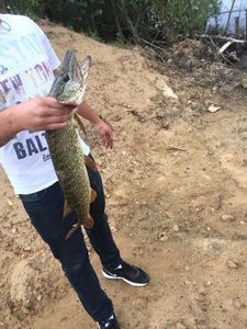 Northern Pike