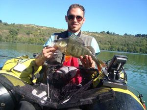 European Perch